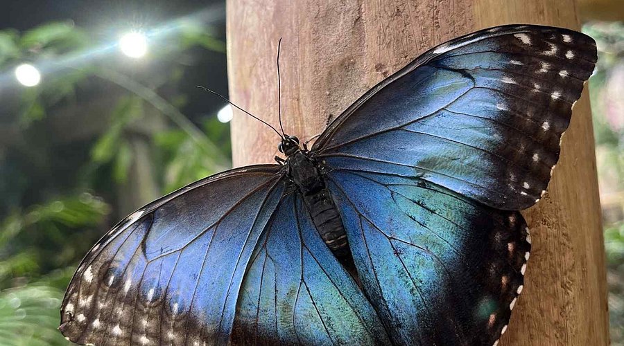 Budapeşte’deki Kelebek Evi (Butterfly House)